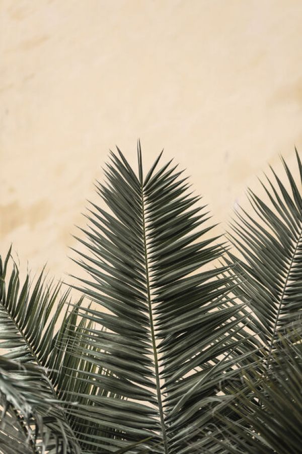 輸入壁紙 カスタム壁紙 PHOTOWALL / Palm Leaves and Wall (e336068)