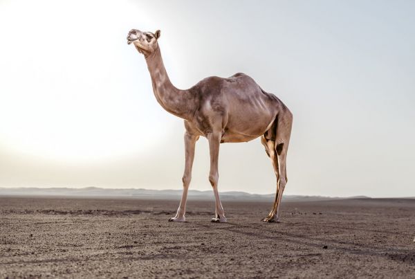 輸入壁紙 カスタム壁紙 PHOTOWALL / Zebra in the Desert (e336090)