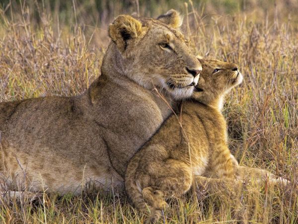 輸入壁紙 カスタム壁紙 PHOTOWALL / Baby Lion with Mother (e337049)