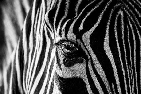 輸入壁紙 カスタム壁紙 PHOTOWALL / Abstract Zebra (e337073)