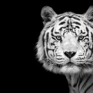 輸入壁紙 カスタム壁紙 PHOTOWALL / Bengal White Tiger (e337076)