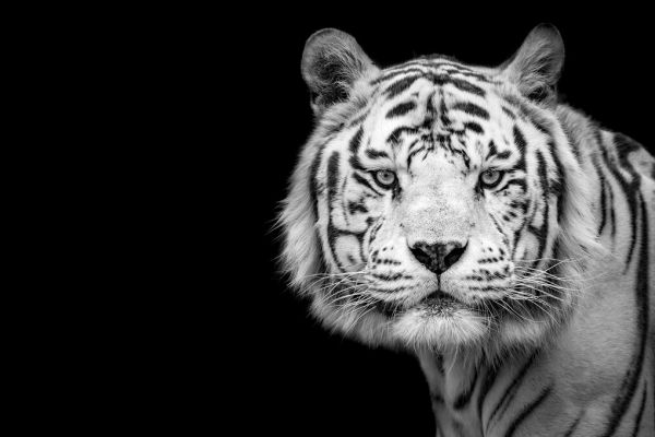 輸入壁紙 カスタム壁紙 PHOTOWALL / Bengal White Tiger (e337076)