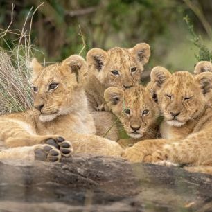 輸入壁紙 カスタム壁紙 PHOTOWALL / Cute Lion Cubs (e337083)