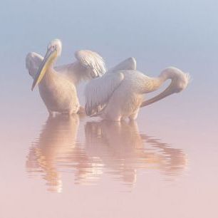 輸入壁紙 カスタム壁紙 PHOTOWALL / Two Pelicans (e337099)