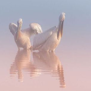 輸入壁紙 カスタム壁紙 PHOTOWALL / Two Pelicans (e337118)