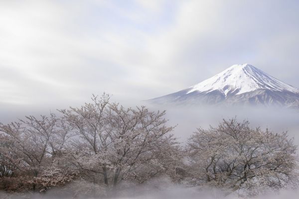 輸入壁紙 カスタム壁紙 PHOTOWALL / Mt.Fuji in Spring (e83988)