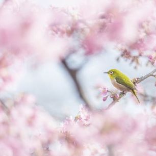 輸入壁紙 カスタム壁紙 PHOTOWALL / Cherry Blossom Color (e84022)