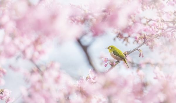 輸入壁紙 カスタム壁紙 PHOTOWALL / Cherry Blossom Color (e84022)
