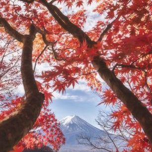 輸入壁紙 カスタム壁紙 PHOTOWALL / Mt.Fuji in Autumn Leaves (e84031)