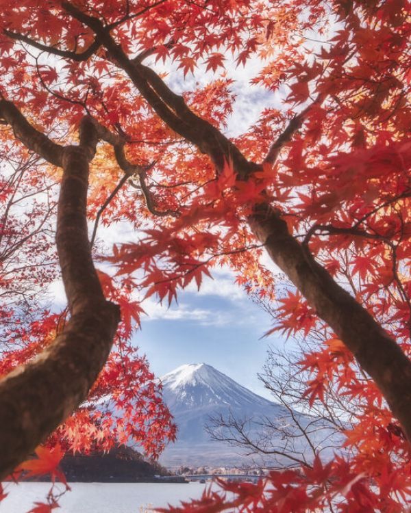 輸入壁紙 カスタム壁紙 PHOTOWALL / Mt.Fuji in Autumn Leaves (e84031)