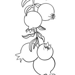 輸入壁紙 カスタム壁紙 PHOTOWALL / Branch of Pomegranates (e84221)