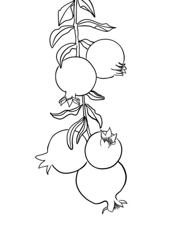 輸入壁紙 カスタム壁紙 PHOTOWALL / Branch of Pomegranates (e84221)
