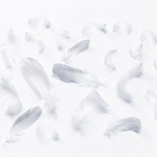 輸入壁紙 カスタム壁紙 PHOTOWALL / Flying Feathers (e84458)