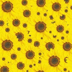 輸入壁紙 カスタム壁紙 PHOTOWALL / Sunflowers Surface (e84464)