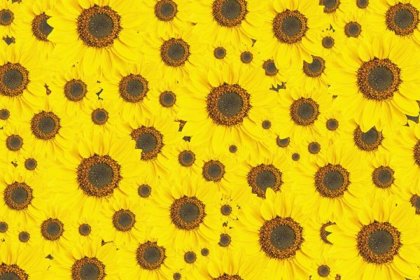 輸入壁紙 カスタム壁紙 PHOTOWALL / Sunflowers Surface (e84464)