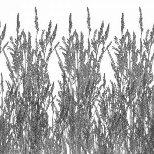 輸入壁紙 カスタム壁紙 PHOTOWALL / Grey Abstract Grass (e84465)