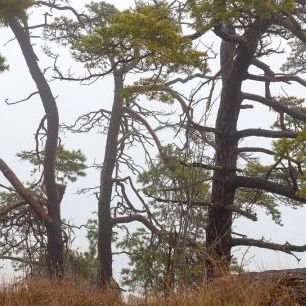 輸入壁紙 カスタム壁紙 PHOTOWALL / Mystery Pine Forest (e84466)