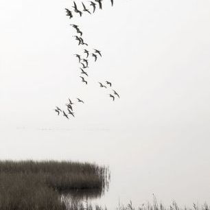 輸入壁紙 カスタム壁紙 PHOTOWALL / Flying Birds in the Sea Landscape (e84493)