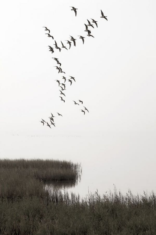 輸入壁紙 カスタム壁紙 PHOTOWALL / Flying Birds in the Sea Landscape (e84493)