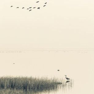 輸入壁紙 カスタム壁紙 PHOTOWALL / Flock of Birds (e84494)