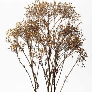 輸入壁紙 カスタム壁紙 PHOTOWALL / Braun Dried Plants (e84498)