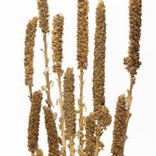 輸入壁紙 カスタム壁紙 PHOTOWALL / Dried Echium Vulgare (e84501)