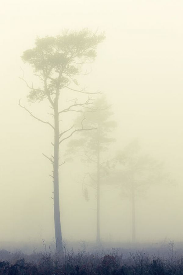 輸入壁紙 カスタム壁紙 PHOTOWALL / Pine Tree in the Fog (e84507)