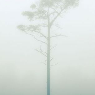 輸入壁紙 カスタム壁紙 PHOTOWALL / Pine Tree in the Fog II (e84508)