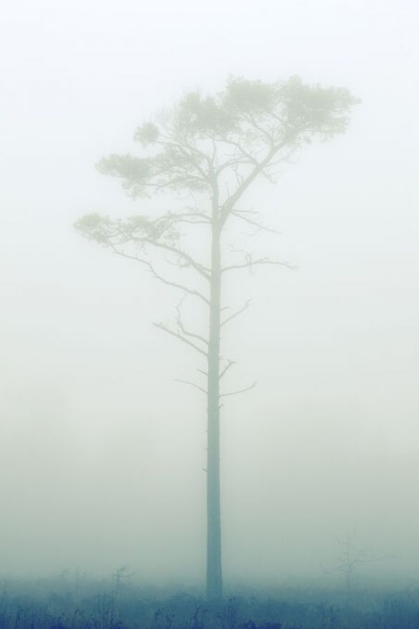 輸入壁紙 カスタム壁紙 PHOTOWALL / Pine Tree in the Fog II (e84508)