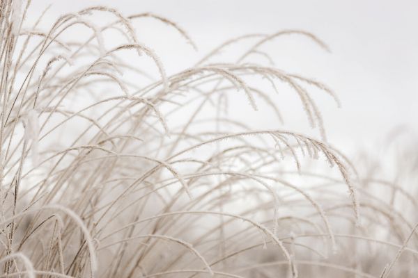 輸入壁紙 カスタム壁紙 PHOTOWALL / Frosty Grass (e84511)