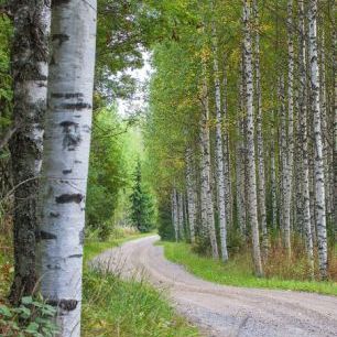 輸入壁紙 カスタム壁紙 PHOTOWALL / Road to the Birch Forest (e84522)
