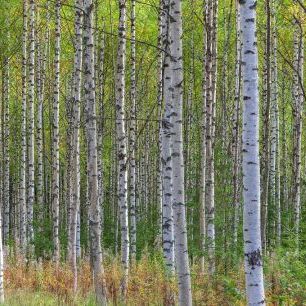輸入壁紙 カスタム壁紙 PHOTOWALL / Autumn Birch Forest (e84523)