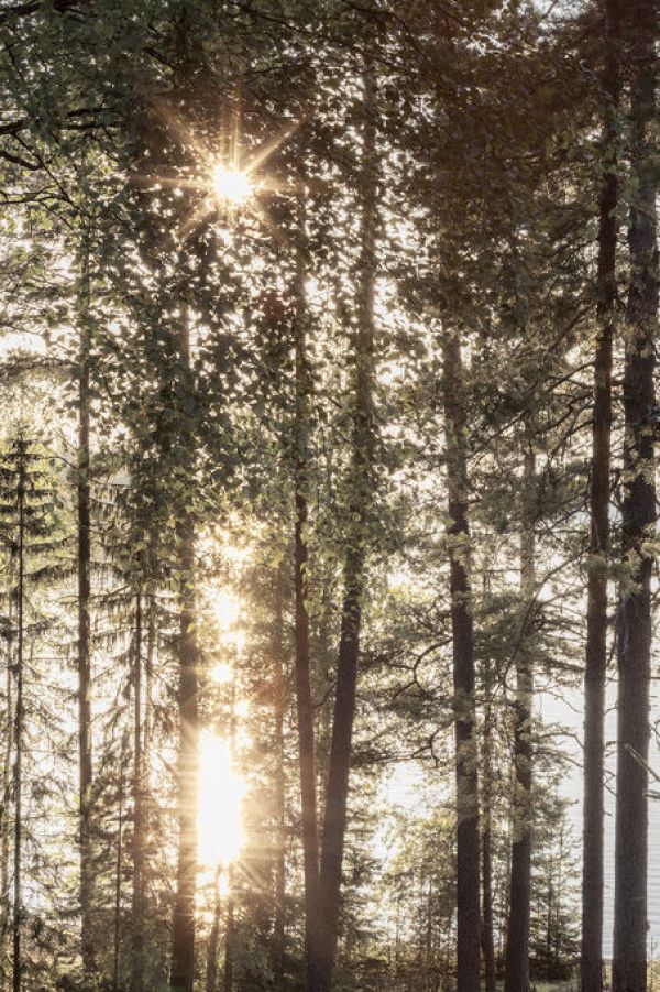 輸入壁紙 カスタム壁紙 PHOTOWALL / Suns Rays in the Summer Forest (e84525)