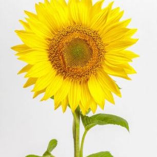 輸入壁紙 カスタム壁紙 PHOTOWALL / Sunflower (e84540)