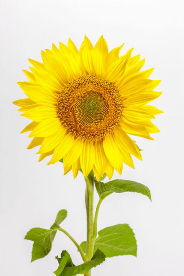 輸入壁紙 カスタム壁紙 PHOTOWALL / Sunflower (e84540)
