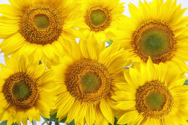輸入壁紙 カスタム壁紙 PHOTOWALL / Yellow Sunflowers (e84541)