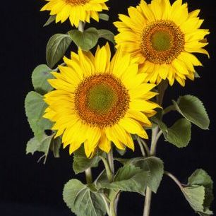 輸入壁紙 カスタム壁紙 PHOTOWALL / Three Sunflowers (e84542)