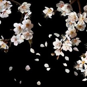 輸入壁紙 カスタム壁紙 PHOTOWALL / Gloomy Cherry Blossoms (e84858)