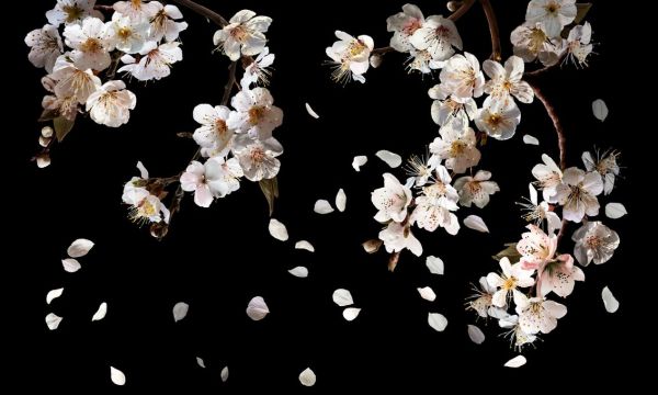 輸入壁紙 カスタム壁紙 PHOTOWALL / Gloomy Cherry Blossoms (e84858)