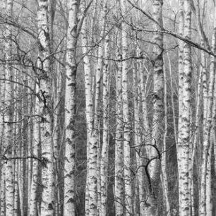 輸入壁紙 カスタム壁紙 PHOTOWALL / Birch Trees in Black and White (e85136)