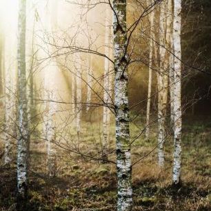 輸入壁紙 カスタム壁紙 PHOTOWALL / Light in the Woods (e85141)