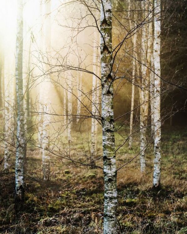 輸入壁紙 カスタム壁紙 PHOTOWALL / Light in the Woods (e85141)