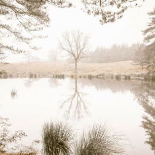 輸入壁紙 カスタム壁紙 PHOTOWALL / Misty Trees Around a Lake (e85389)