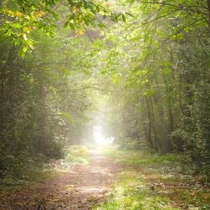 輸入壁紙 カスタム壁紙 PHOTOWALL / Pathway Through Misty Forest (e85391)
