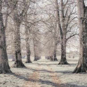 輸入壁紙 カスタム壁紙 PHOTOWALL / Pathway Through Trees (e85392)