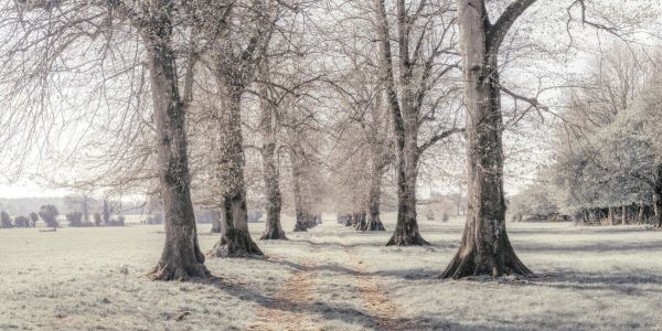 輸入壁紙 カスタム壁紙 PHOTOWALL / Pathway Through Trees (e85392)