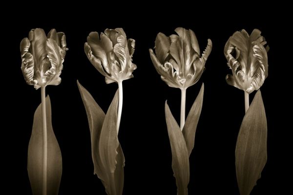 輸入壁紙 カスタム壁紙 PHOTOWALL / Rococo Tulip Set (e85396)