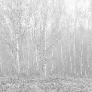 輸入壁紙 カスタム壁紙 PHOTOWALL / Silver Birch Trees in the Mist (e85397)