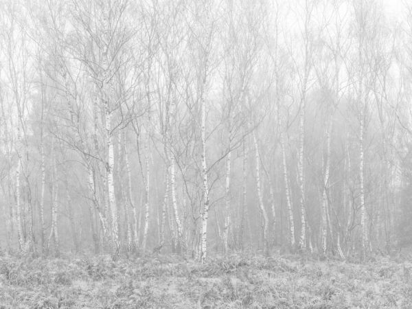 輸入壁紙 カスタム壁紙 PHOTOWALL / Silver Birch Trees in the Mist (e85397)