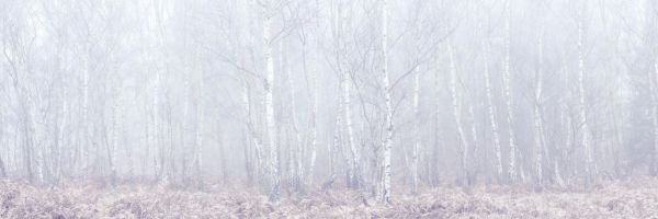 輸入壁紙 カスタム壁紙 PHOTOWALL / Silver Birch Trees in the Mist II (e85398)